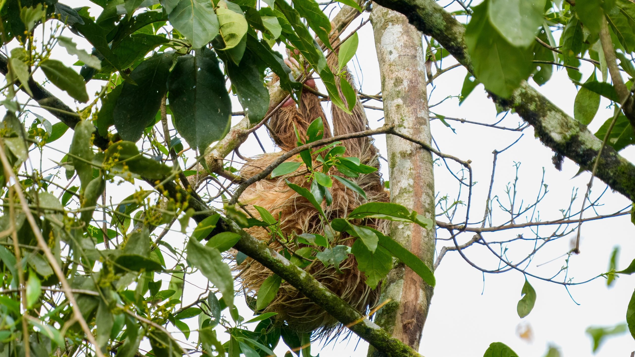 In Costa Rica gibt es zwei Arten von Faultieren, zum einen das Dreifinger Faultier und zum anderen das Zweifinger Faultier. Die Tiere unterscheiden sich dadurch, dass sie an den Händen entweder drei Finger oder eben nur zwei Finger besitzen. Oft wird auch die missverständliche Bezeichnung Zwei- oder Dreizehen Faultier verwendet. Diese Begrifflichkeit ist insofern falsch, als dass sowohl das Zweifinger als auch das Dreifinger Faultier drei Zehen besitzt. Aufgrund der Höhe gehe ich von der Zweifinger Variante aus. Faultiere sind, wenn sie wieder hoch oben in den Bäumen sind, fast perfekt getarnt. Nicht nur weil sie sich die meiste Zeit völlig regungslos an einen Ast klammern, sondern auch, weil sie ein kleines Minibiotop mit sich herumtragen. In ihrem Fell leben kleine Motten, Käfer und viele andere Insekten. Sogar Algen wachsen darauf, was dem Fell eine grünliche Farbe verleiht und die Faultiere im grünen Dschungel fast unsichtbar macht. Sollten sie doch einmal von einem Greifvogel oder einer Raubkatze, wie dem Jaguar entdeckt werden, so verteidigen sie sich mit allen Mitteln. Ihre scharfen Krallen und Zähne sind gute Waffen.

Außerdem hat das Faultier eine extrem gute Wundheilung, so heilen selbst schwere Verletzungen innerhalb weniger Wochen vollständig ab. Und Faultiere haben noch weitere erstaunliche Vorteile, die ihnen das Leben in Costa Ricas Regenwäldern erleichtern. Ihr Scheitel zum Beispiel sitzt nicht wie bei vielen anderen Tieren auf dem Kopf oder dem Rücken, sondern am Bauch. Dadurch kann das von oben kommende Regenwasser perfekt ablaufen und das Faultier wird nicht nass. Einen weiteren Vorteil bieten ein bis drei zusätzliche Halswirbel, die optimale Bewegungsfreiheit ermöglichen. So kommen die Tiere an fast alle Blätter und Früchte um sie herum dran, ohne sich großartig bewegen zu müssen. Faultiere sind also alles andere als langweilig und durch teils skurrile Eigenarten fast perfekt an ihre Umwelt angepasst.